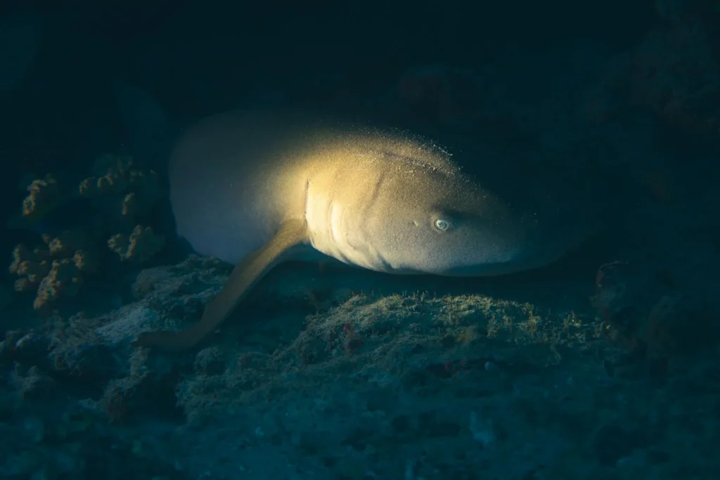 Close-up of a shark in the coral reefs of Maldives, illuminated underwater at night.