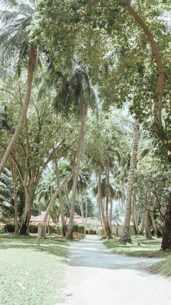 empty street in between of trees